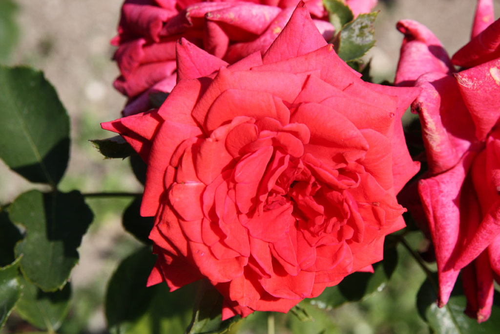 růže Kronprinzessin Victoria von Schweden