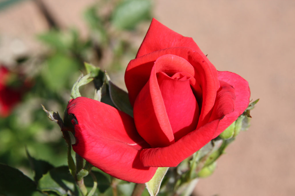 růže Kronprinzessin Victoria von Schweden