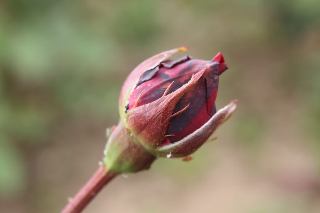 růže Krymskaja No?