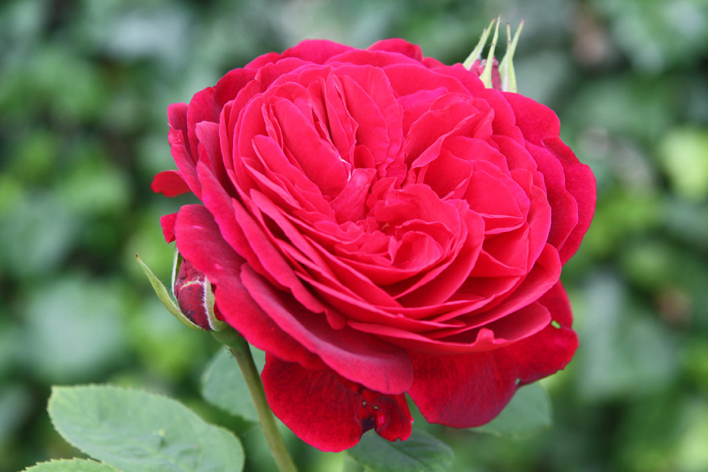 růže L. D. Braithwaite