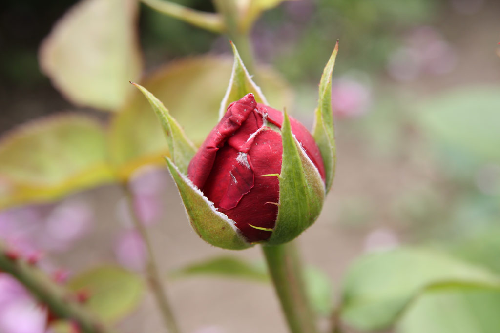 růže L. D. Braithwaite