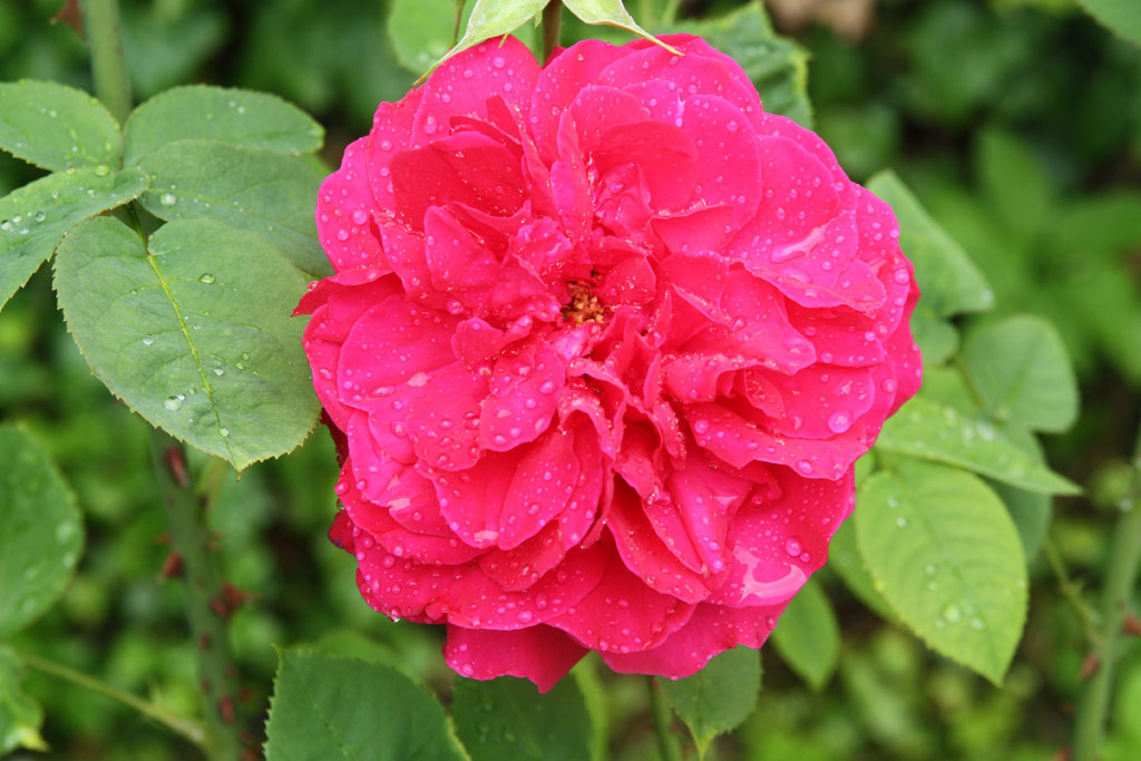 růže L. D. Braithwaite