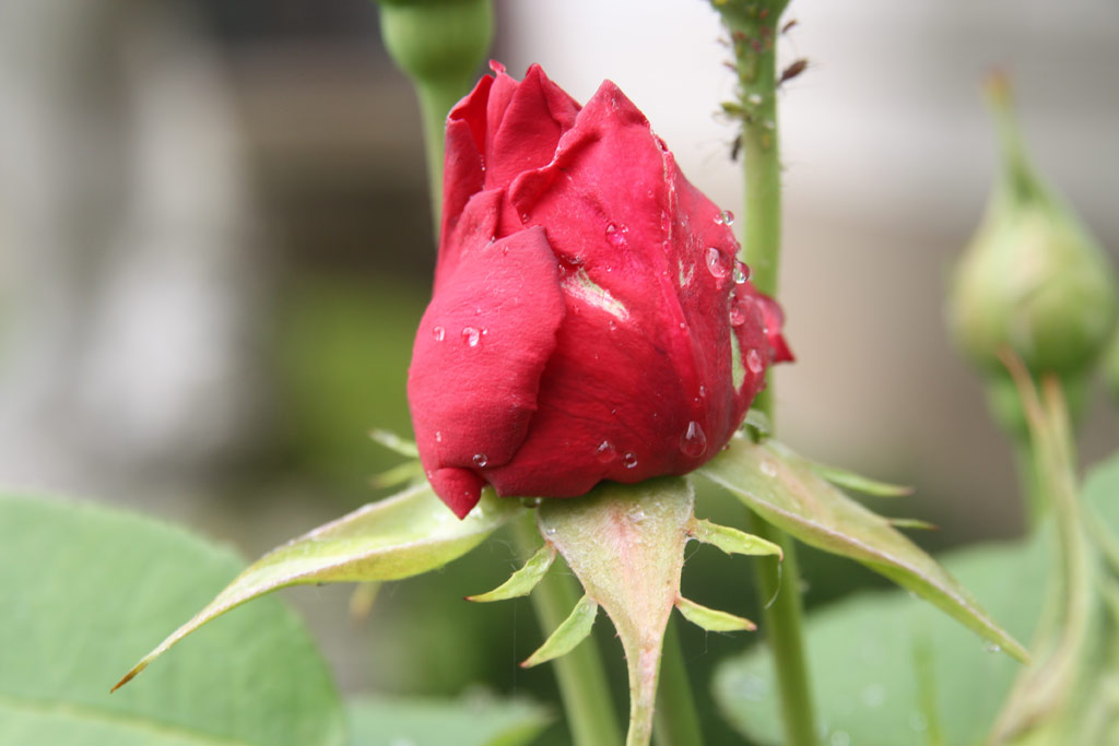 růže L. D. Braithwaite