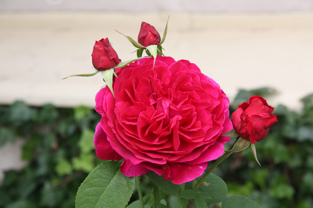 růže L. D. Braithwaite