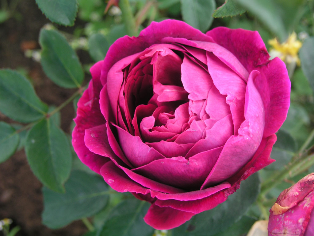 růže L. D. Braithwaite