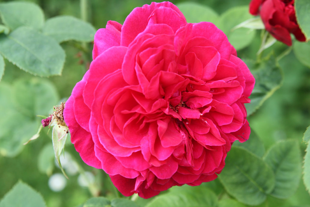 růže L. D. Braithwaite