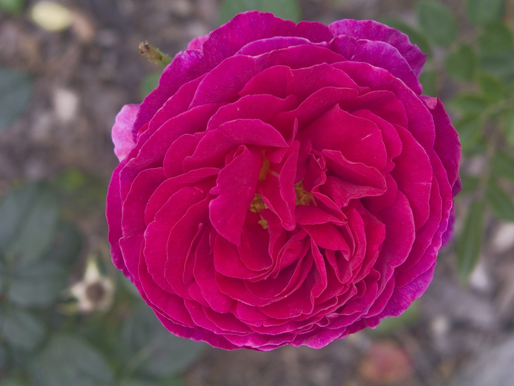 růže L. D. Braithwaite