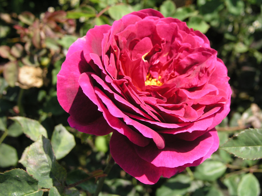 růže L. D. Braithwaite