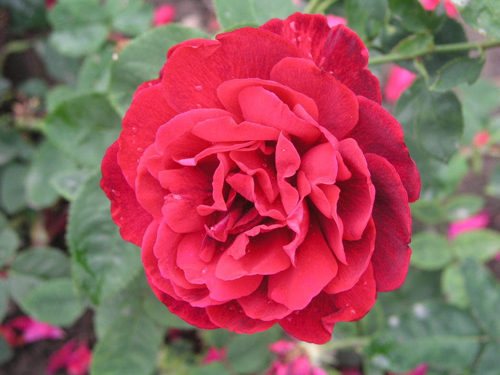 růže L. D. Braithwaite