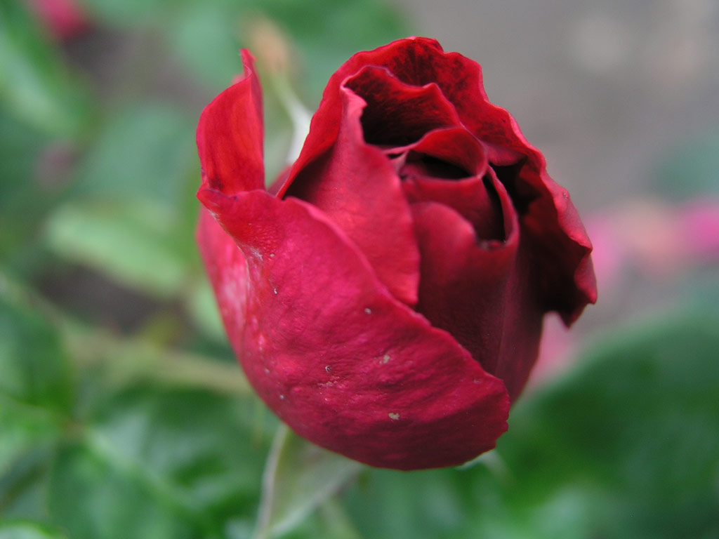 růže L. D. Braithwaite