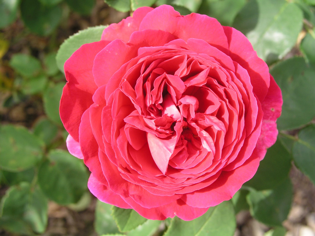 růže L. D. Braithwaite