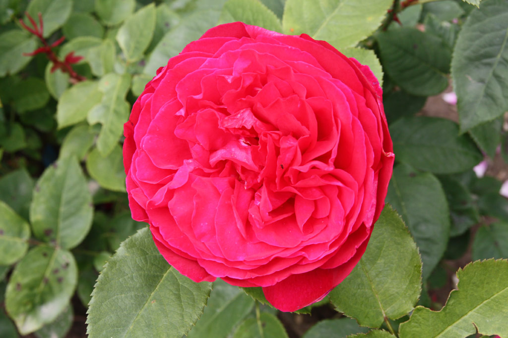 růže L. D. Braithwaite