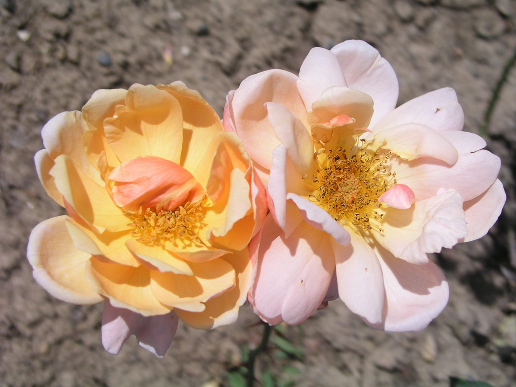 růže Lady Forteviot