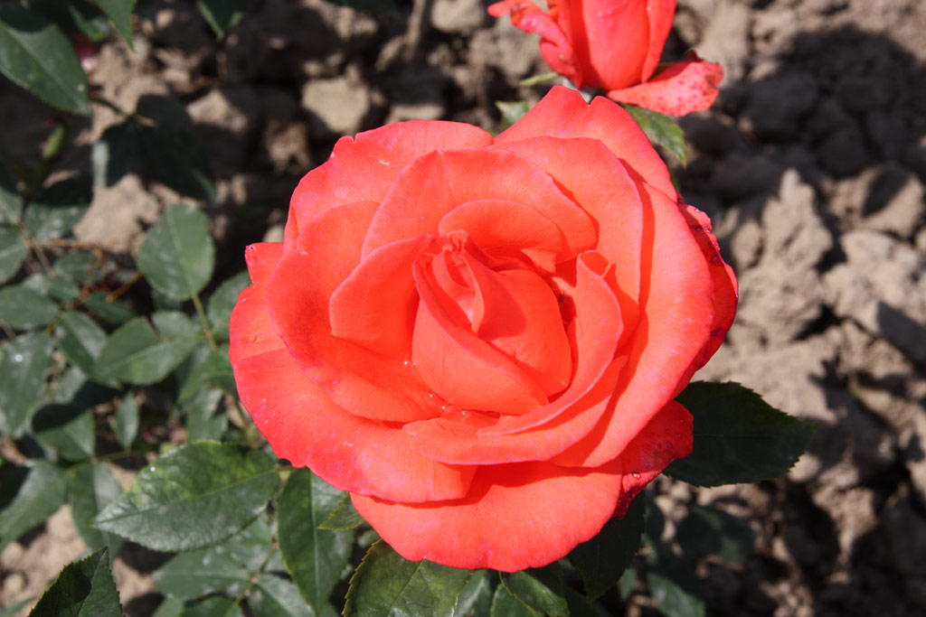 růže Lady Like (1971)