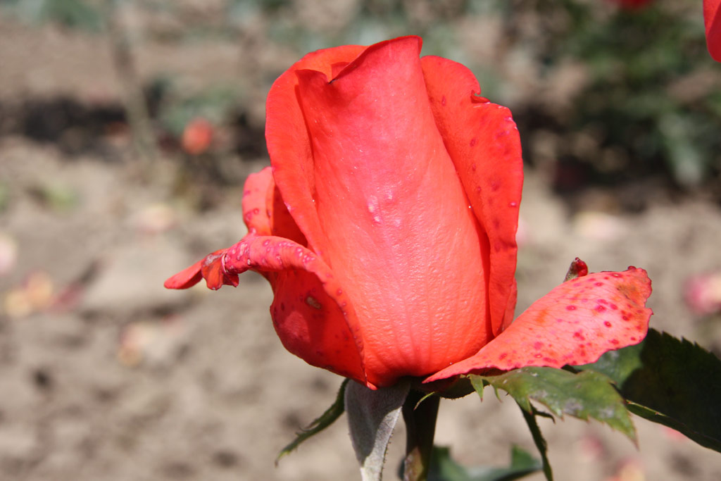 růže Lady Like (1971)