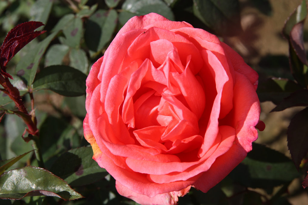 růže Lady Like (1971)