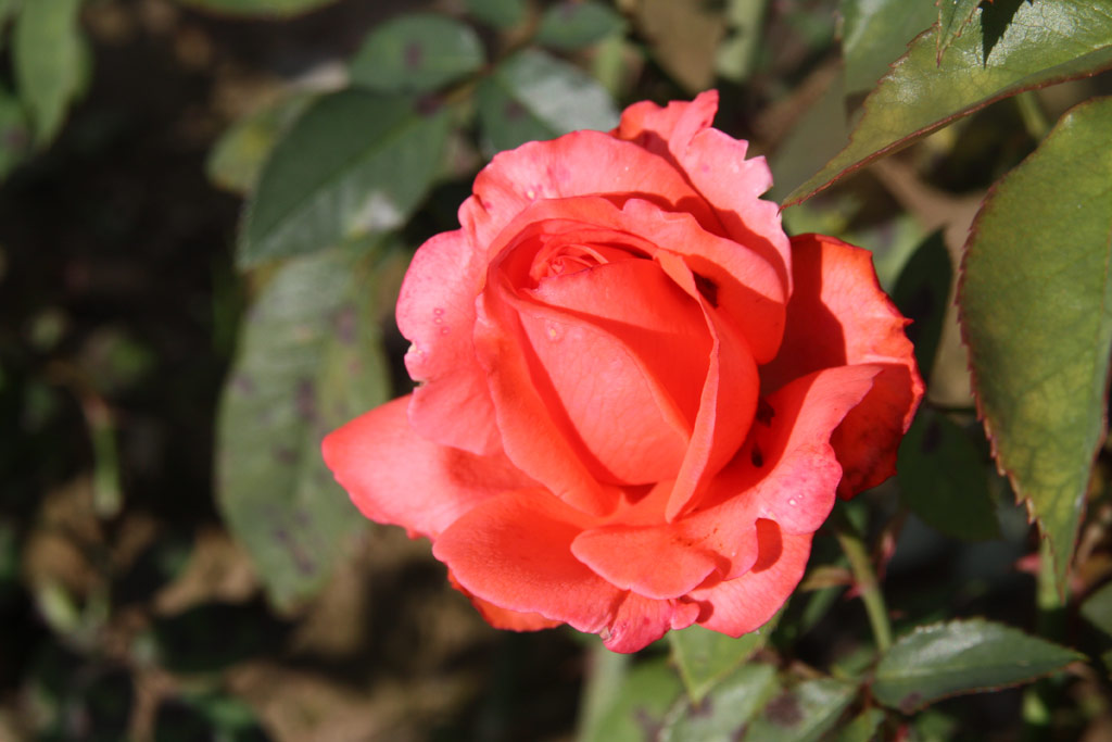 růže Lady Like (1971)