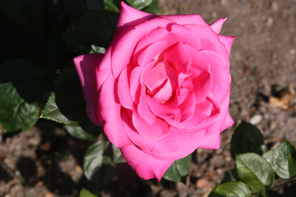 růže Lady Like (1989)