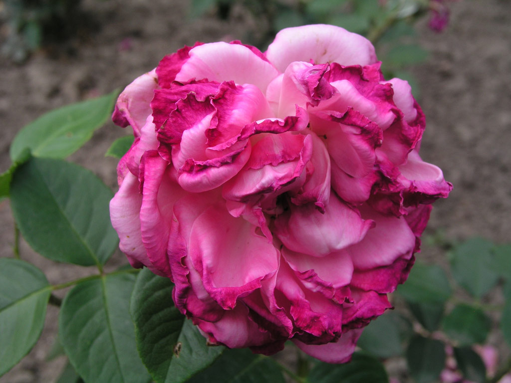 růže Lady Like (1989)