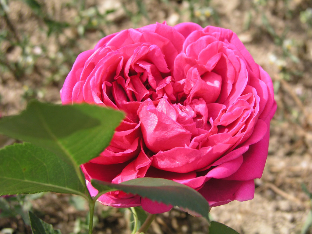 růže Lady of Megginch