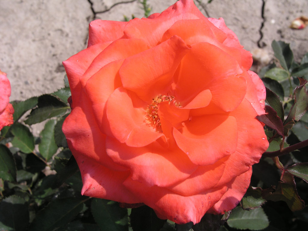 růže Lady Rose