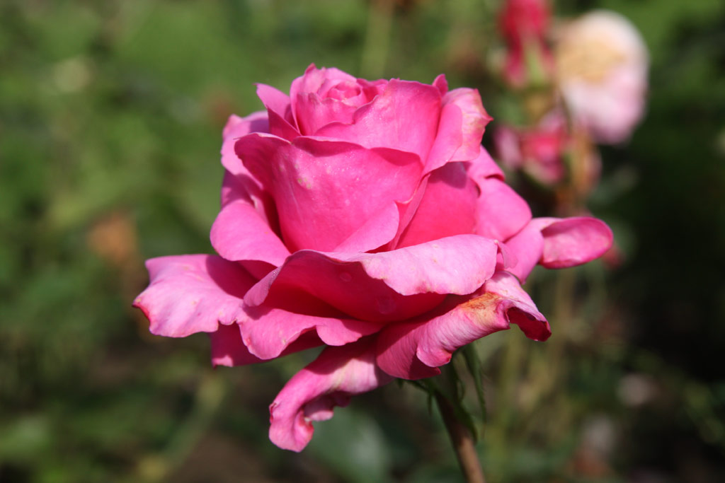 růže Lady Violet Astor