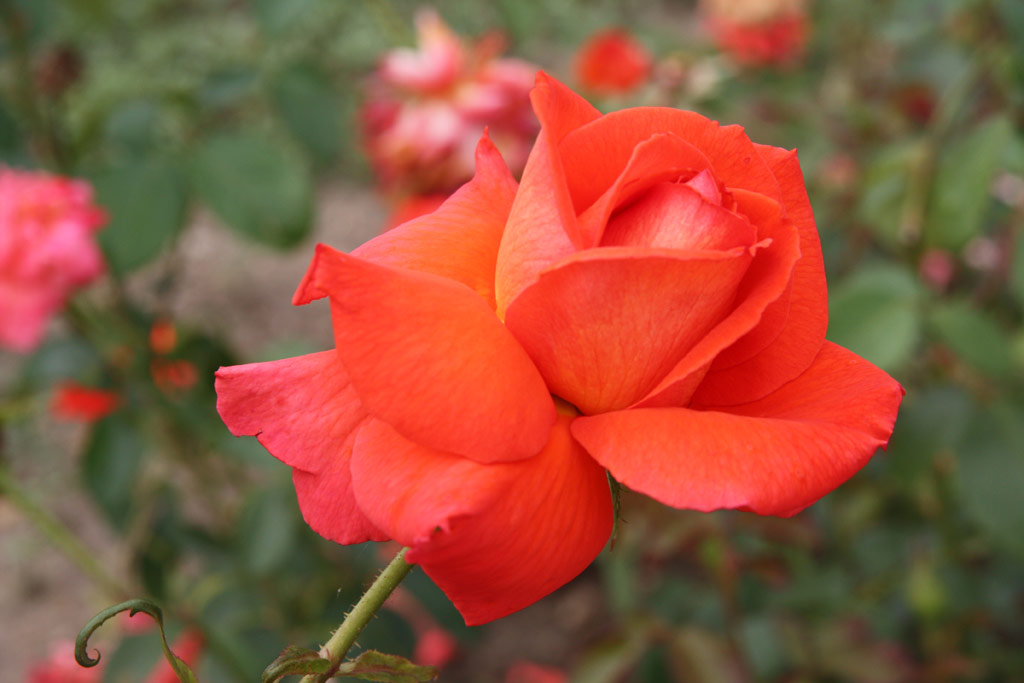 růže Las Vegas (Kordes)