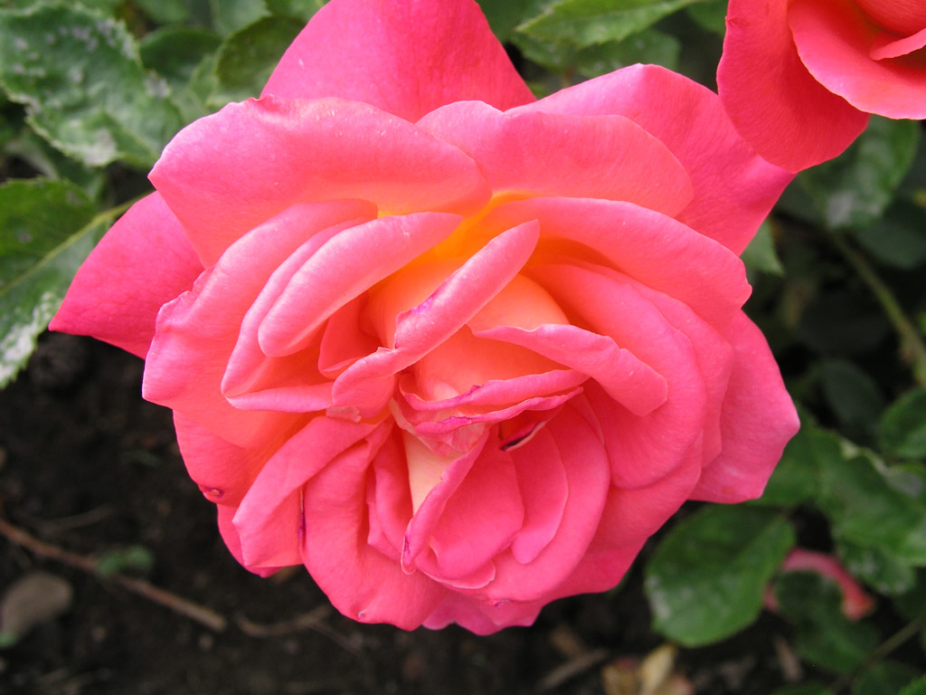 růže Las Vegas (Whisler)