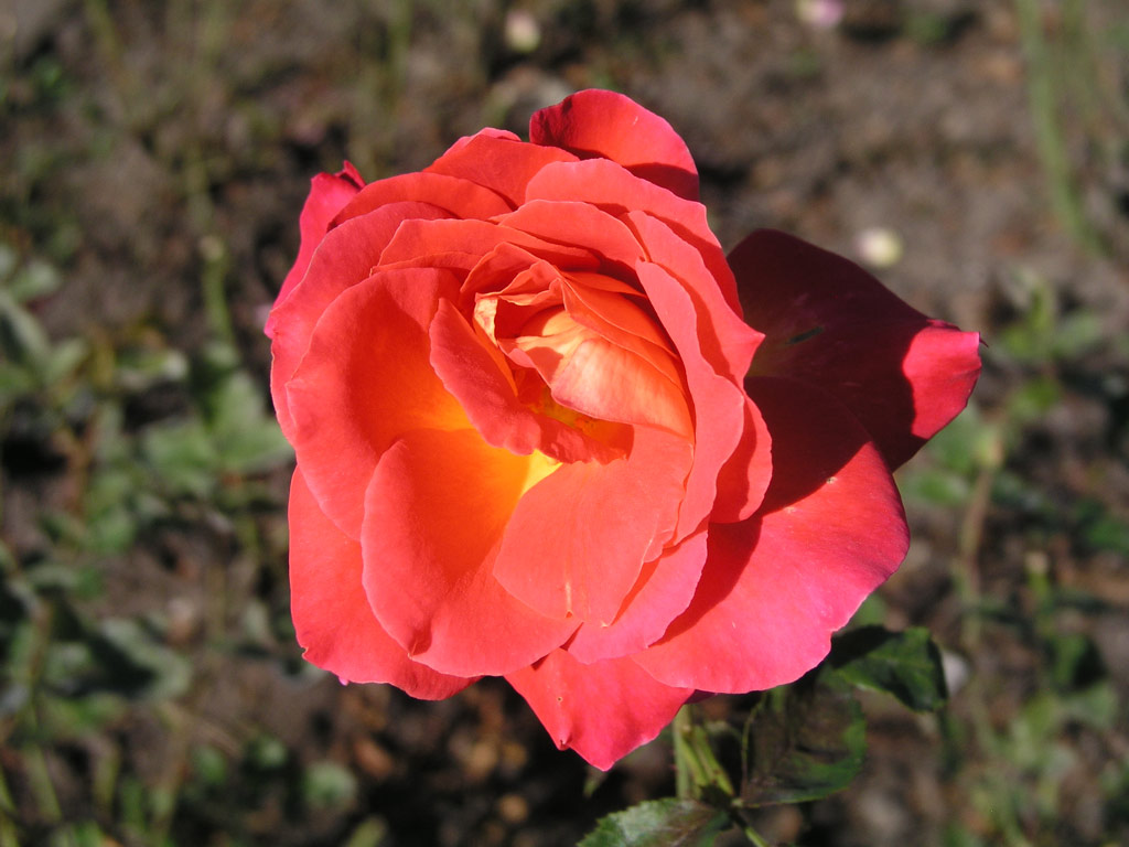 růže Las Vegas (Whisler)