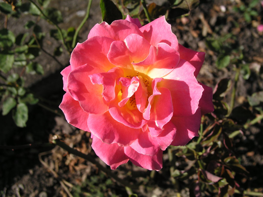 růže Las Vegas (Whisler)