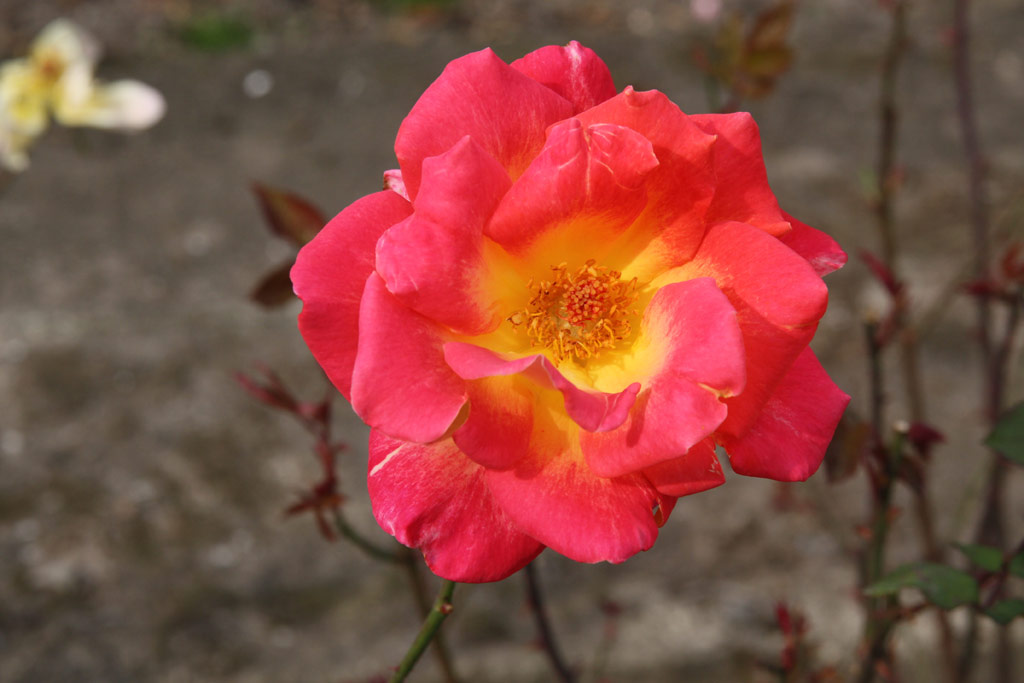 růže Las Vegas (Whisler)