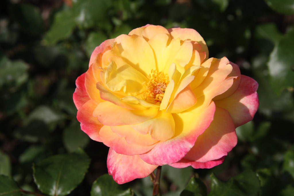 růže Laure Wattinne