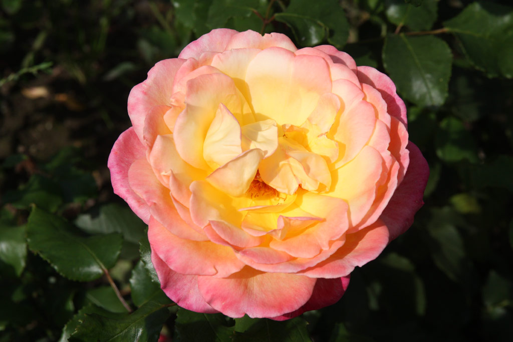 růže Laure Wattinne