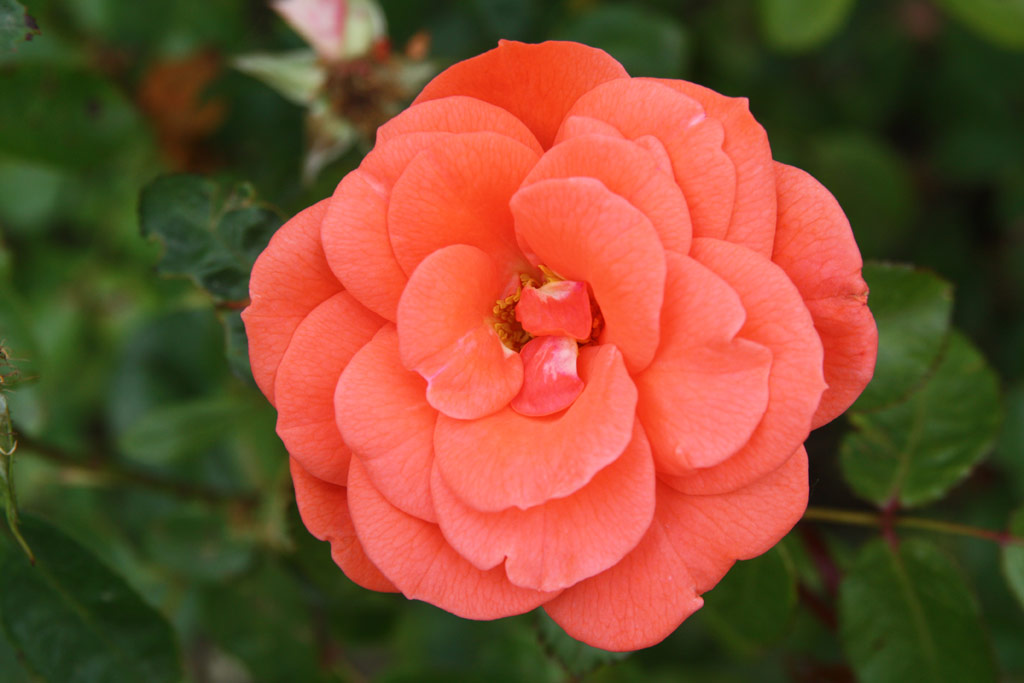 růže Lavotta Jnos Emlke