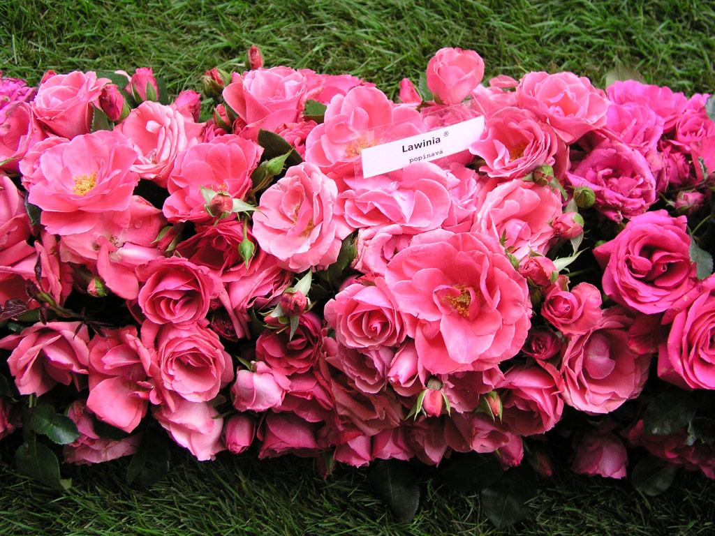 růže Lawinia
