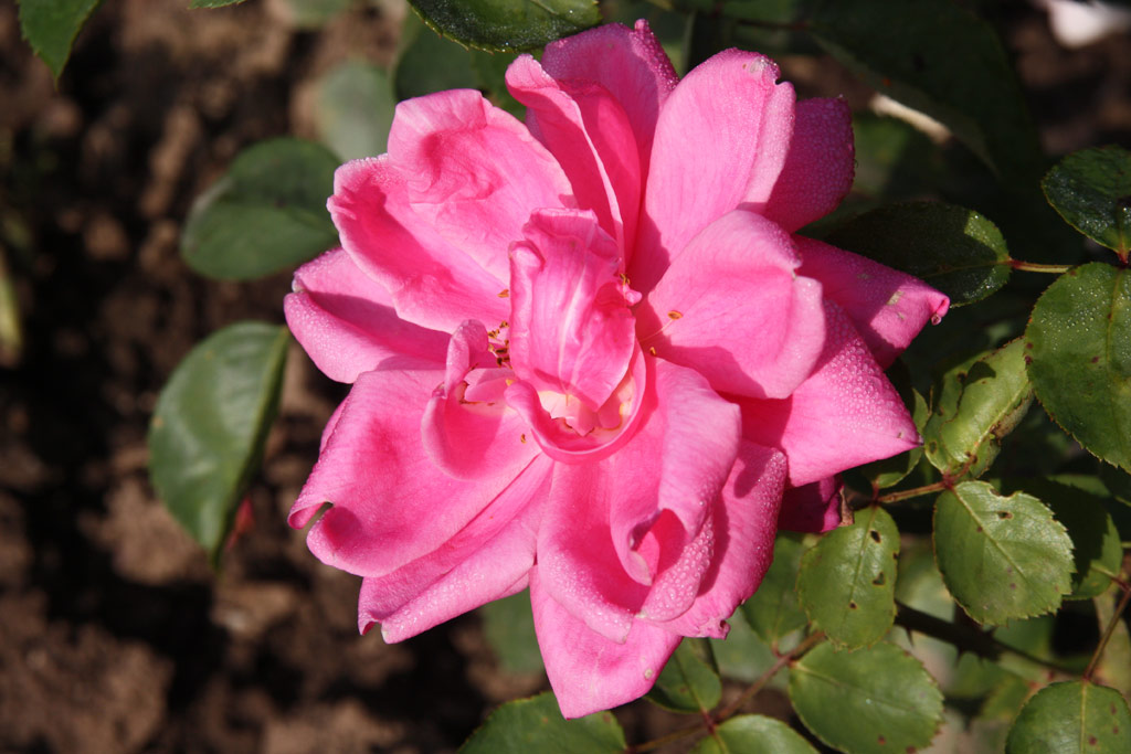 růže Laxtons Standard