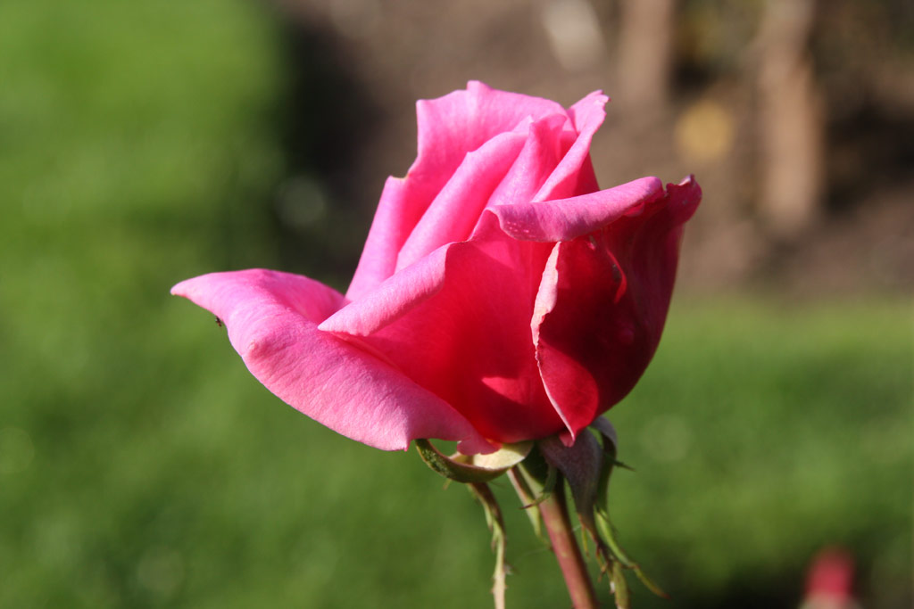 růže Laxtons Standard