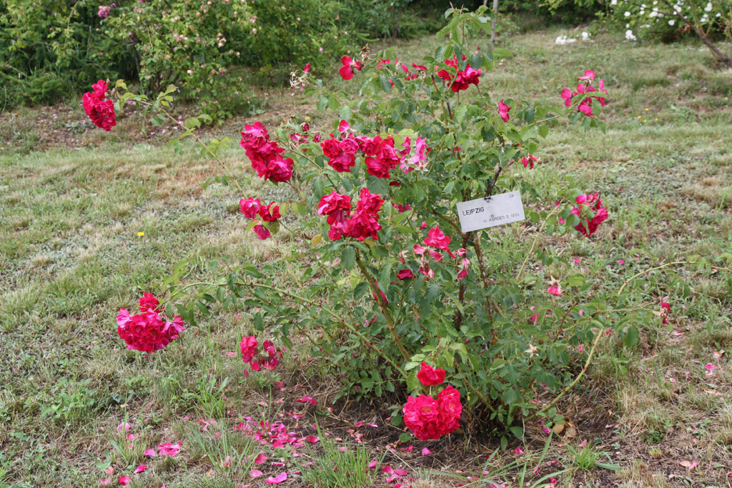 růže Leipzig