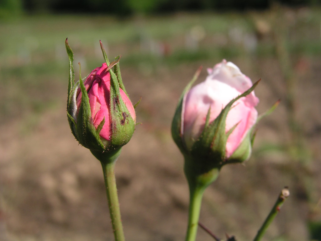 růže Leonard Barron