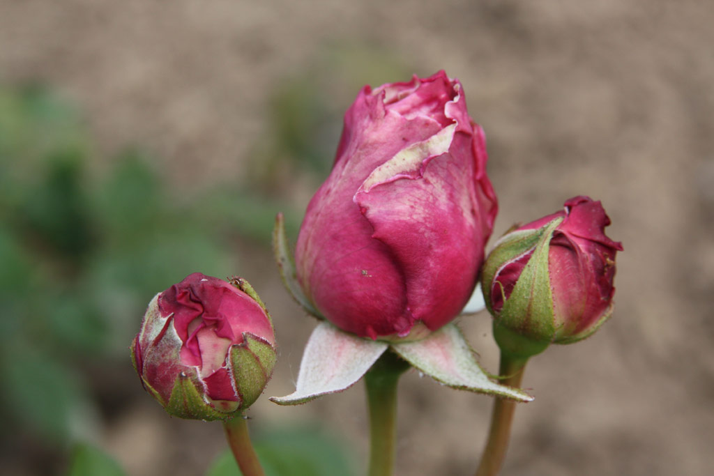 růže Leonard Barron