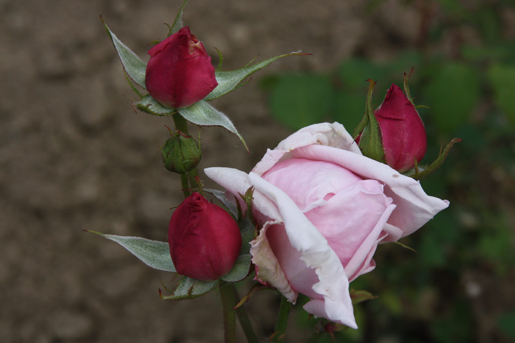 růže Leonard Barron