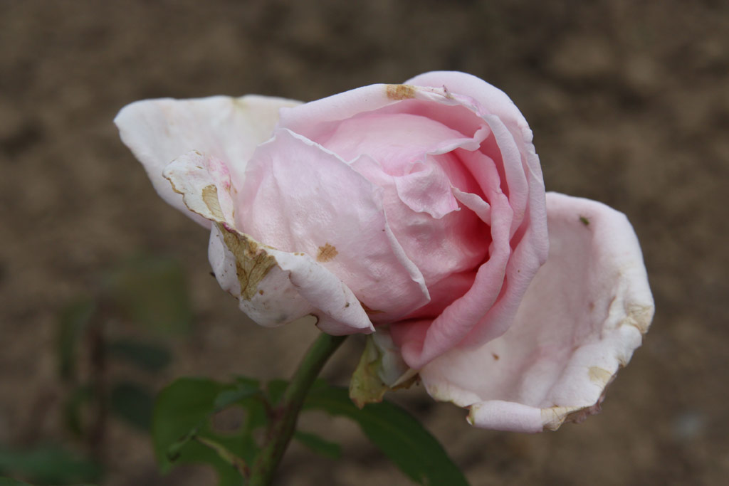 růže Leonard Barron