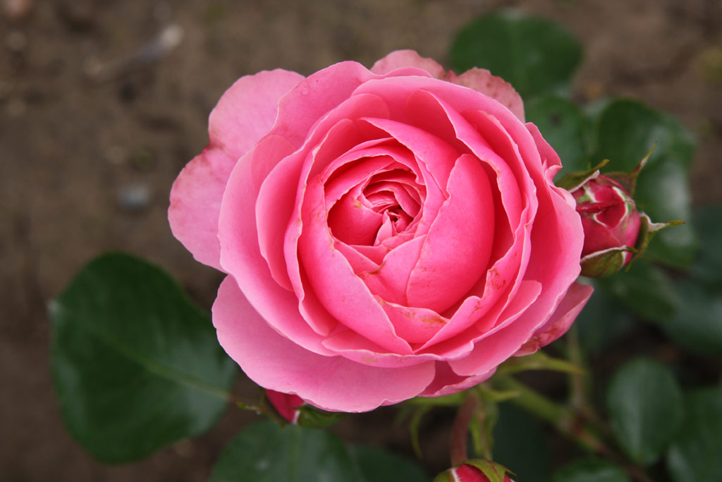 růže Leonardo da Vinci