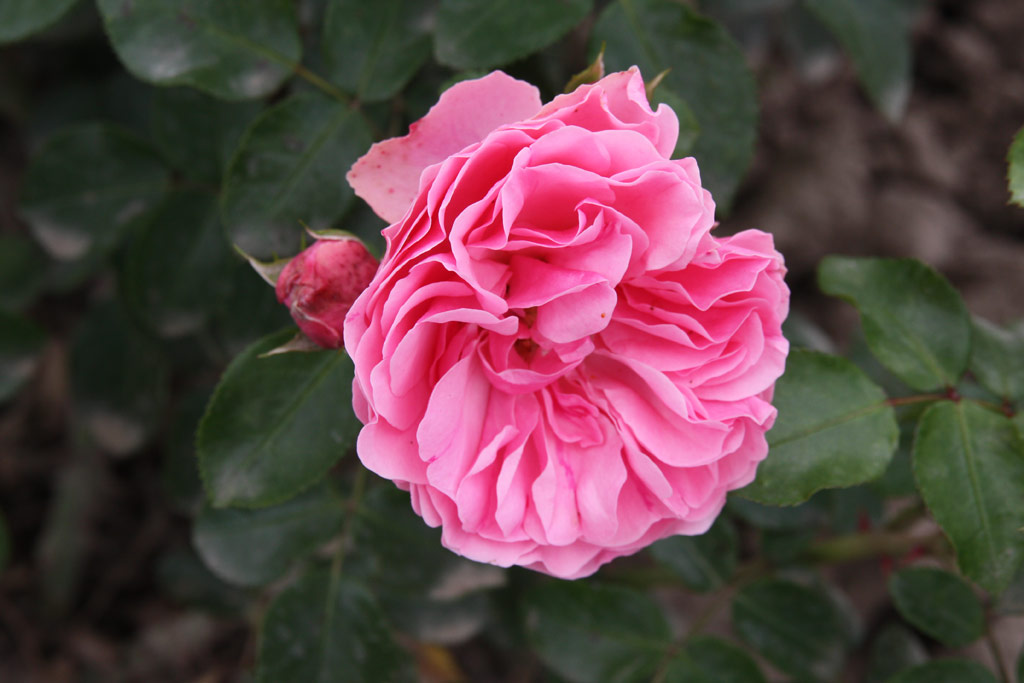 růže Leonardo da Vinci