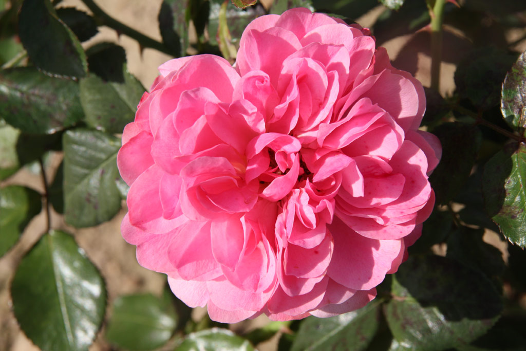 růže Leonardo da Vinci