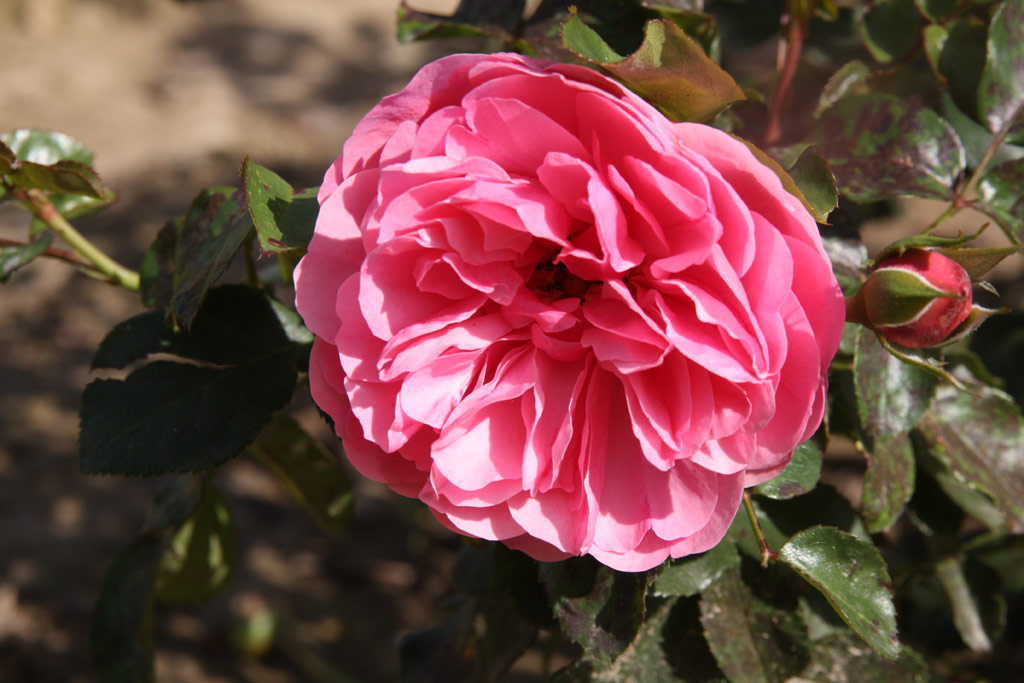 růže Leonardo da Vinci