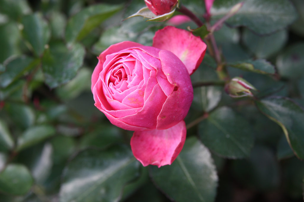 růže Leonardo da Vinci