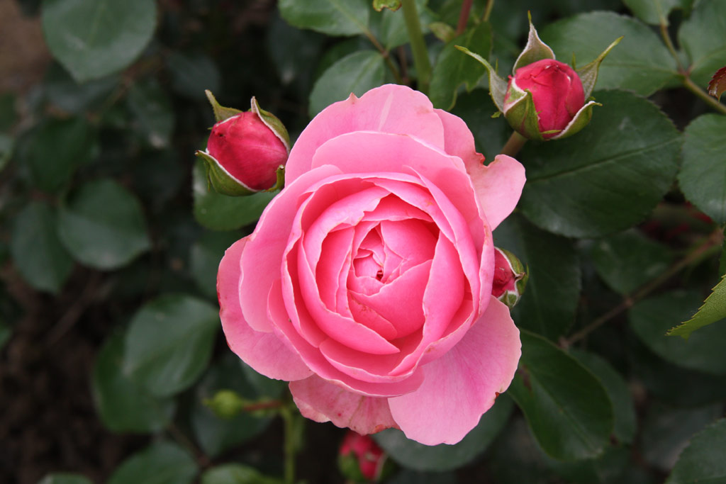 růže Leonardo da Vinci