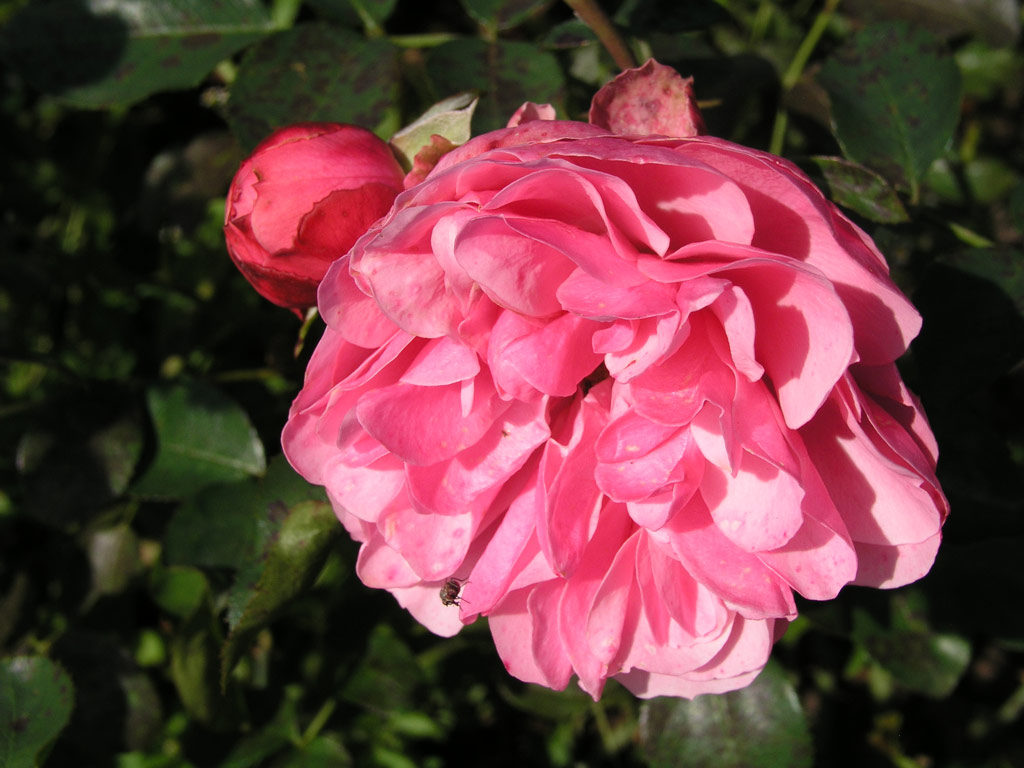 růže Leonardo da Vinci