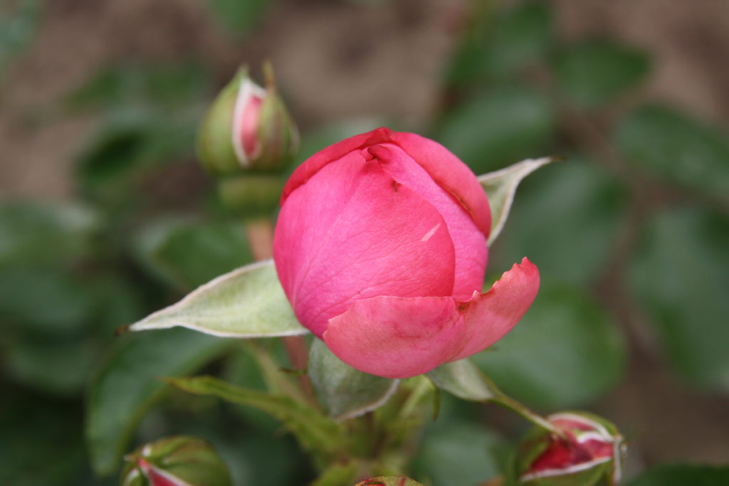 růže Leonardo da Vinci